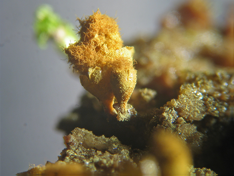 Ma non spariscono mai ?